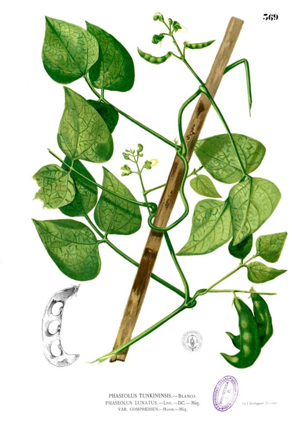 Phaseolus lunatus - Lima Bean, Butter Bean, Sieva Bean, Double Bean, Madagascar Bean - Image 2