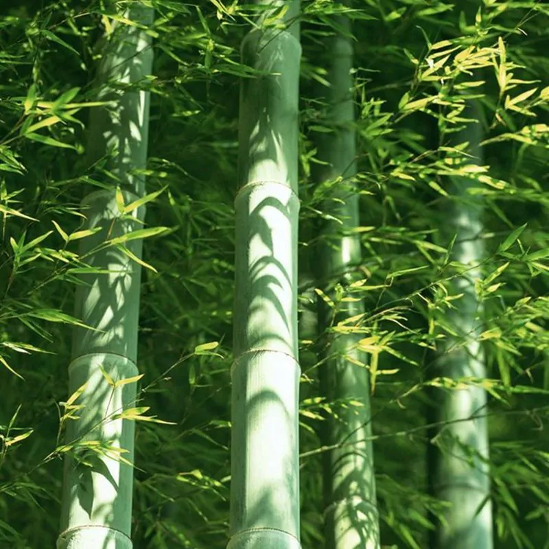 Phyllostachys edulis / Phyllostachys pubescens / Bambos moosoo / Bambusa edulis - Moso Bamboo, Tortoise-shell Bamboo, Mao zhu - Image 2