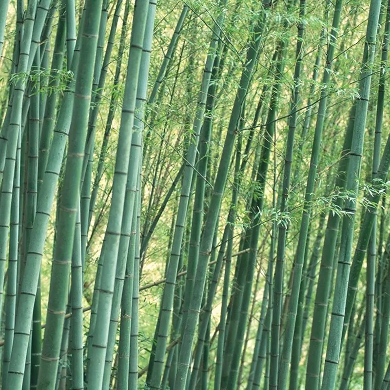 Phyllostachys edulis / Phyllostachys pubescens / Bambos moosoo / Bambusa edulis - Moso Bamboo, Tortoise-shell Bamboo, Mao zhu - Image 3