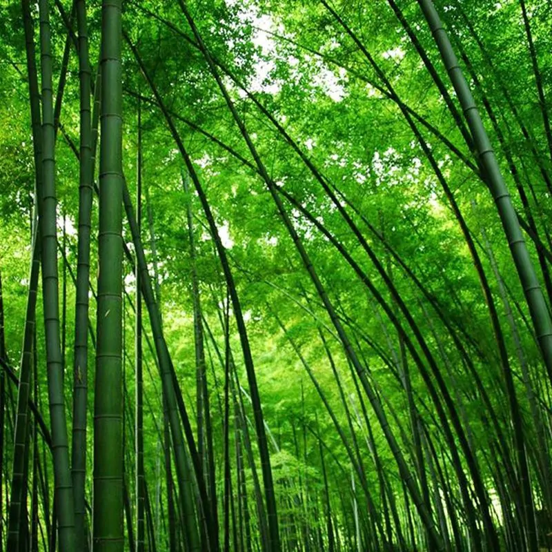 Phyllostachys edulis / Phyllostachys pubescens / Bambos moosoo / Bambusa edulis - Moso Bamboo, Tortoise-shell Bamboo, Mao zhu - Image 4