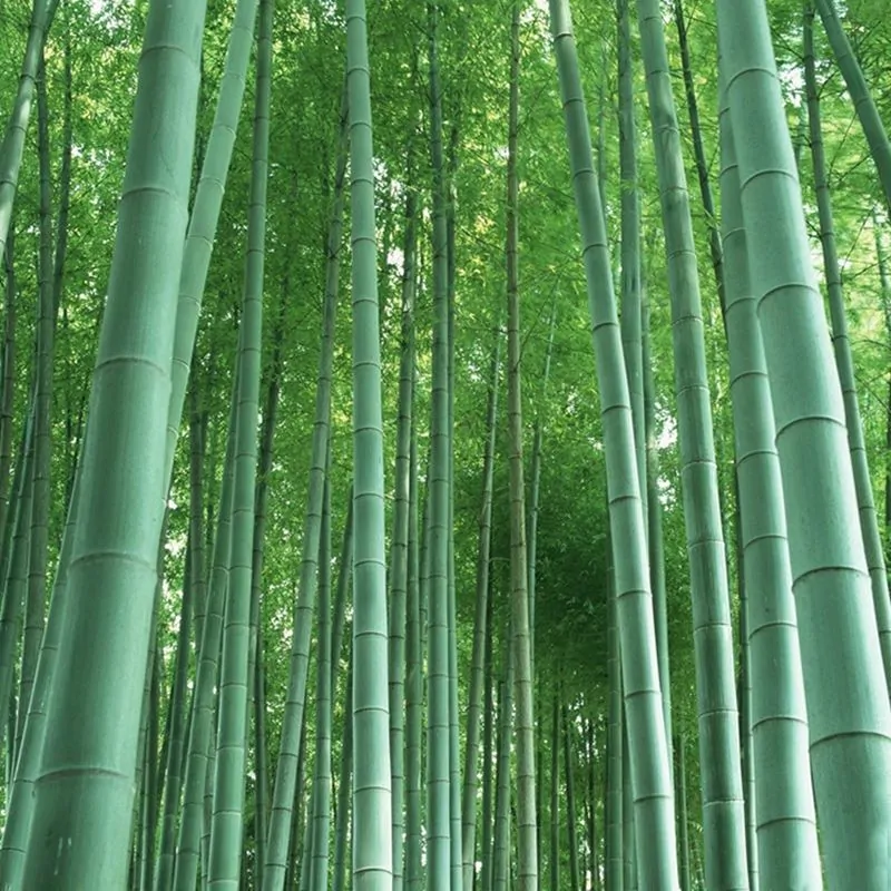 Phyllostachys edulis / Phyllostachys pubescens / Bambos moosoo / Bambusa edulis - Moso Bamboo, Tortoise-shell Bamboo, Mao zhu - Image 5