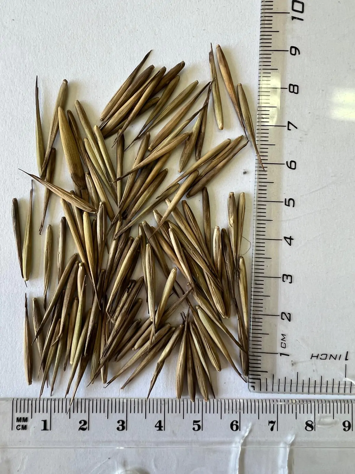 Phyllostachys edulis / Phyllostachys pubescens / Bambos moosoo / Bambusa edulis - Moso Bamboo, Tortoise-shell Bamboo, Mao zhu - Image 8