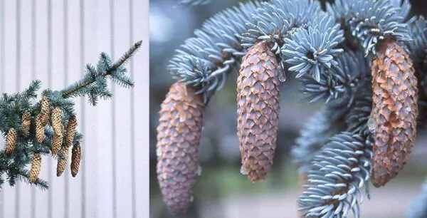 Picea pungens - Colorado Blue Spruce - Image 8