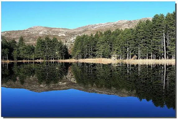 Pinus nigra subsp. laricio - Pinheiro-larício, Austrian Pine, Black Pine, Corsica, Corsican Pine, Corsican La - Image 2