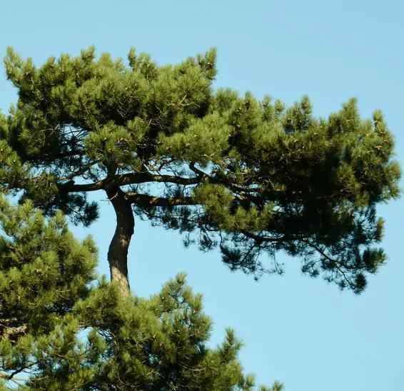 Pinus nigra subsp. laricio - Pinheiro-larício, Austrian Pine, Black Pine, Corsica, Corsican Pine, Corsican La - Image 4