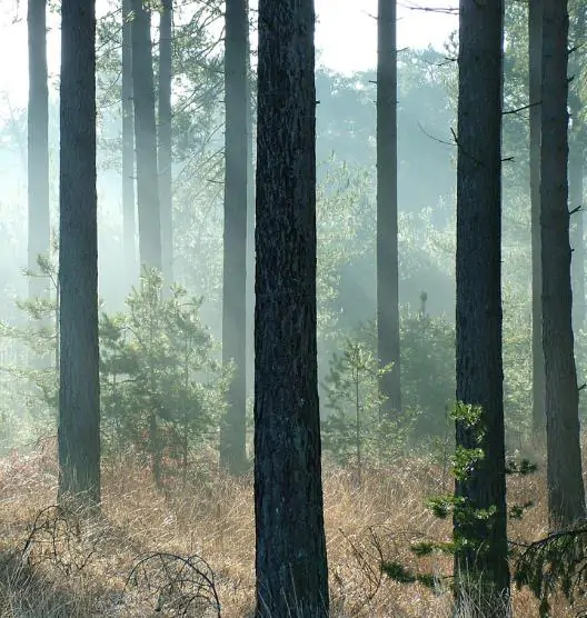 Pinus nigra subsp. laricio - Pinheiro-larício, Austrian Pine, Black Pine, Corsica, Corsican Pine, Corsican La - Image 5
