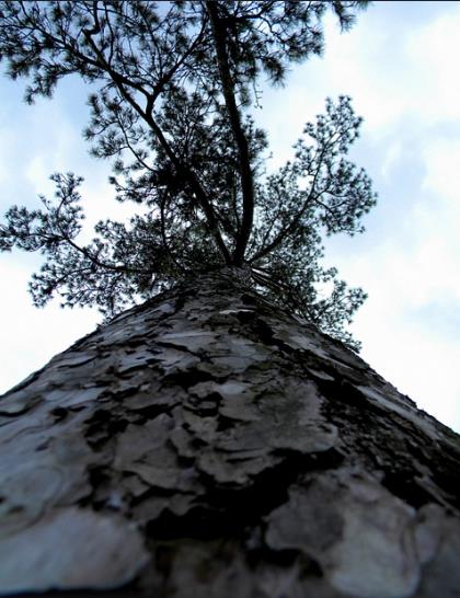 Pinus nigra subsp. laricio - Pinheiro-larício, Austrian Pine, Black Pine, Corsica, Corsican Pine, Corsican La - Image 6