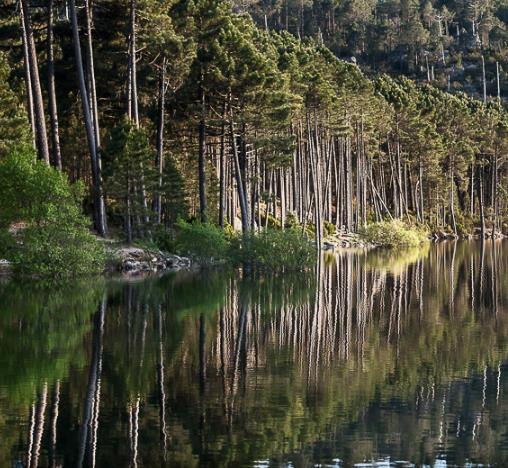 Pinus nigra subsp. laricio - Pinheiro-larício, Austrian Pine, Black Pine, Corsica, Corsican Pine, Corsican La - Image 8