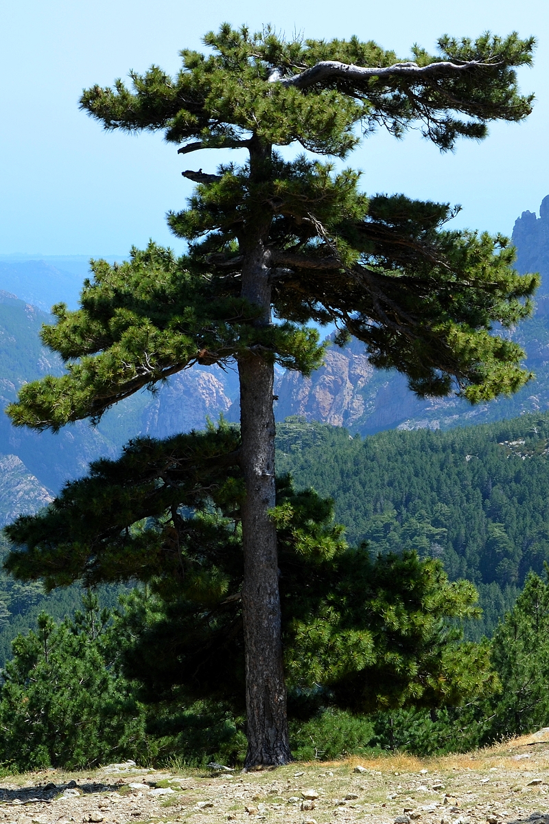 Pinus nigra subsp. laricio - Pinheiro-larício, Austrian Pine, Black Pine, Corsica, Corsican Pine, Corsican La - Image 10
