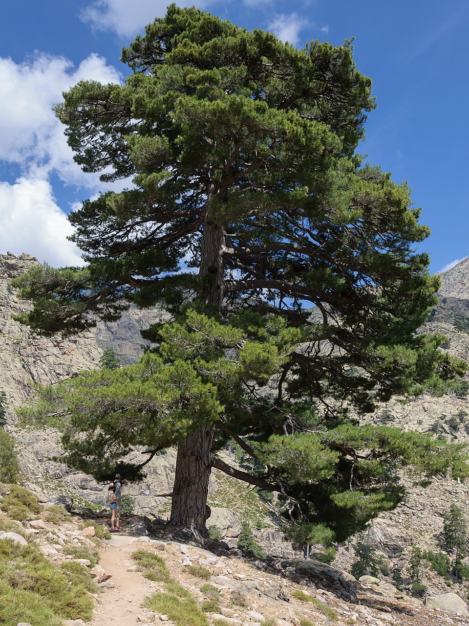 Pinus nigra subsp. laricio - Pinheiro-larício, Austrian Pine, Black Pine, Corsica, Corsican Pine, Corsican La - Image 12