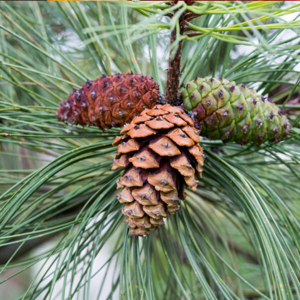Pinus ponderosa - Ponderosa Pine, Western Yellow Pine, Bull Pine - Image 18