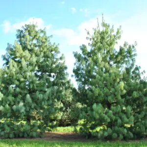 Pinus wallichiana - Bhutan Pine, Himalayan Pine, Himalayan White Pine, Blue Pine