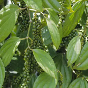 Piper nigrum - Black pepper, Blackpepper, Peppercorn