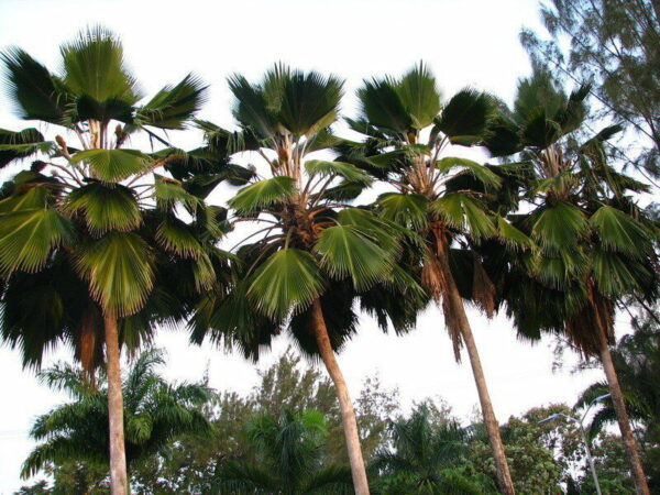 Pritchardia pacifica - Fiji Fan Palm Tree - Image 2