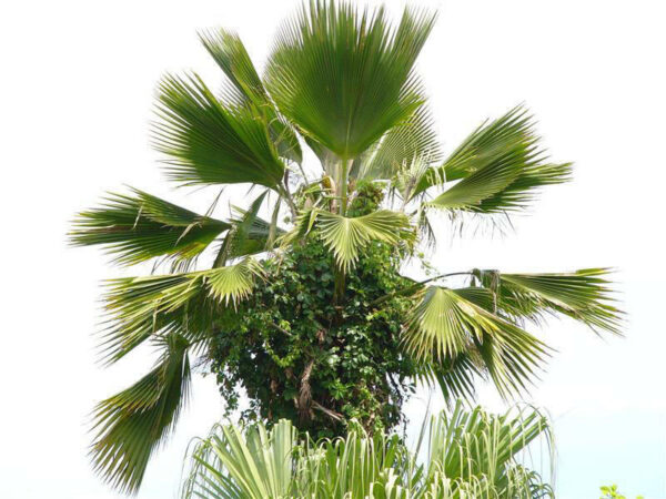 Pritchardia pacifica - Fiji Fan Palm Tree - Image 3