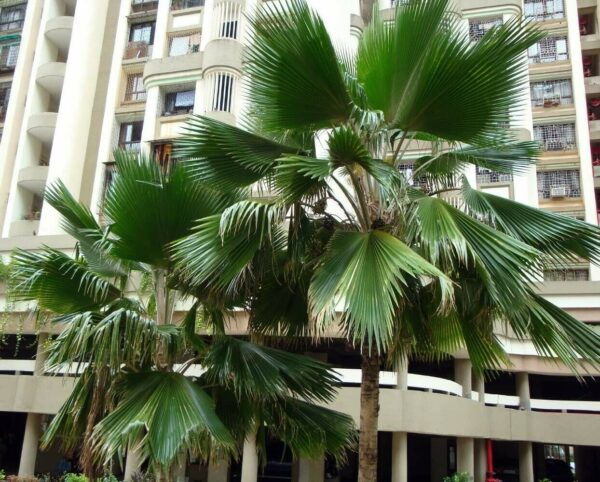 Pritchardia pacifica - Fiji Fan Palm Tree - Image 5