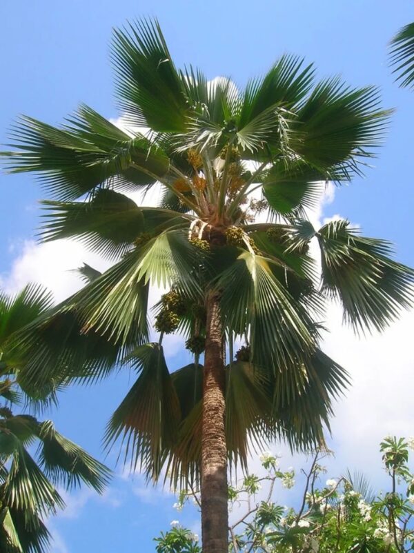 Pritchardia pacifica - Fiji Fan Palm Tree - Image 6
