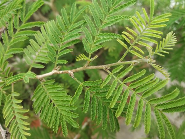Prosopis cineraria / Adenanthera aculeata / Mimosa cineraria - Indian Mesquite, Persian Mesquite, Ghaf, Khejri, Jand