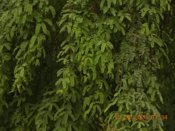 Prosopis cineraria / Adenanthera aculeata / Mimosa cineraria - Indian Mesquite, Persian Mesquite, Ghaf, Khejri, Jand - Image 2