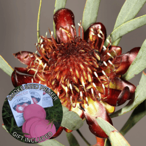 Protea acuminata (10 Seeds) + Smoke Seed Primer (01 Disc) -