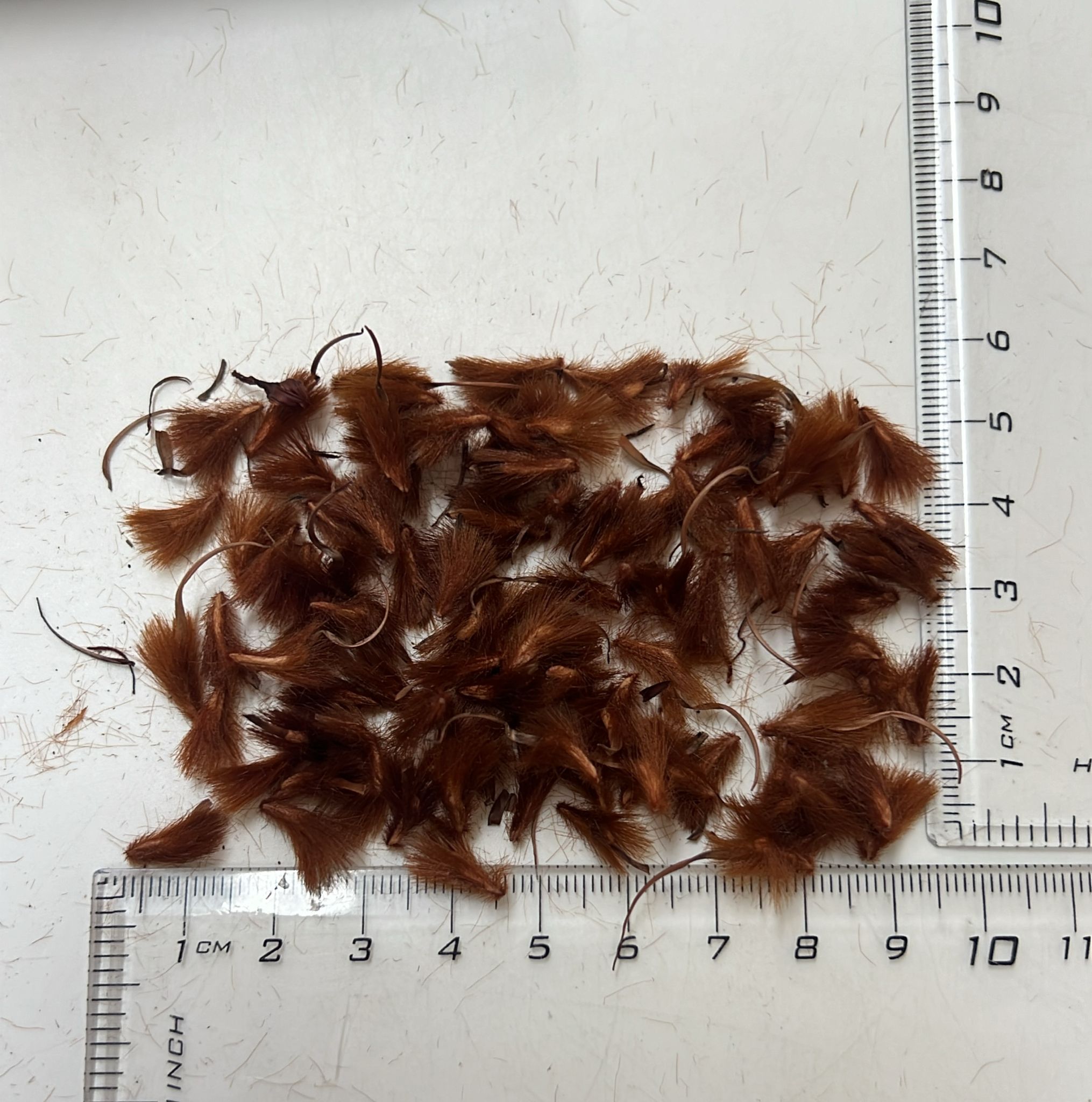 Protea acuminata - Black-rim Sugarbush, South Africa Sederbergsuikerbos - Image 5