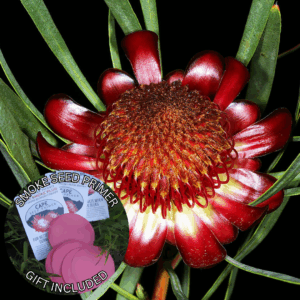 Protea acuminata (5 Seeds) + Smoke Seed Primer (01 Disc) -