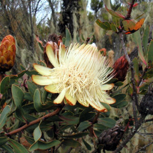 Protea caffra subsp. kilimandscharica - Kilimanjaro Sugarbush, Kilimanjaro Protea, Kili Sugarbush