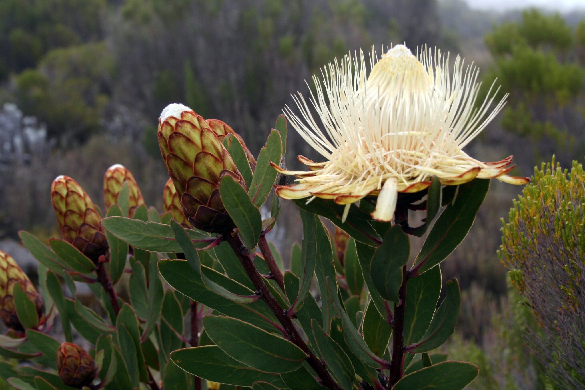 Protea caffra subsp. kilimandscharica - Kilimanjaro Sugarbush, Kilimanjaro Protea, Kili Sugarbush - Image 2