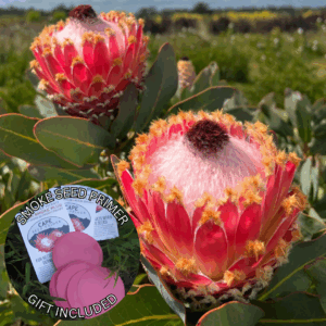 Protea magnifica (10 Seeds) + Smoke Seed Primer (01 Disc) -