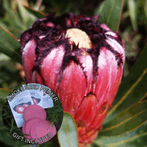 Protea neriifolia (10 Seeds) + Smoke Seed Primer (01 Disc) -