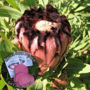 Protea neriifolia (5 Seeds) + Smoke Seed Primer (01 Disc) -