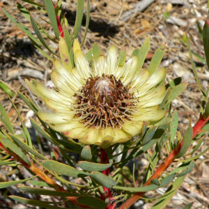 Protea scolymocephala - Thistle Sugarbush, Thistle Protea, Small Green Protea, Scoly, Kleingroenroos