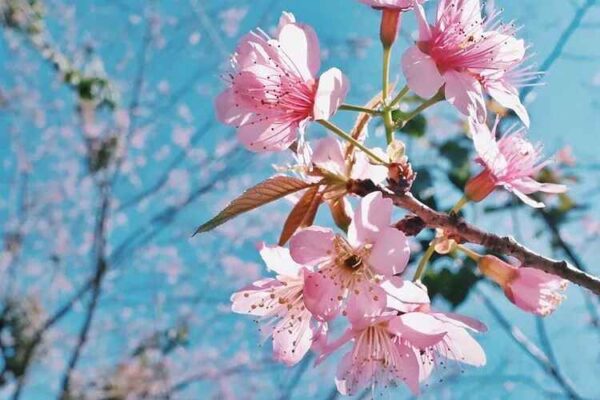 Prunus cerasoides - Himalayan Cherry, Wild Himalayan Cherry, Sour Cherry, Padmaka - Image 2