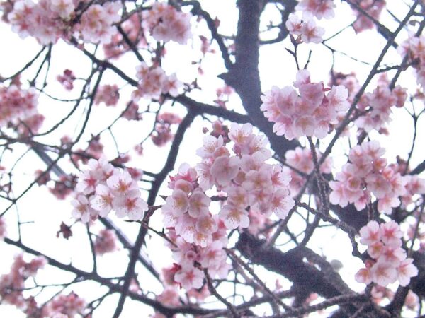 Prunus cerasoides - Himalayan Cherry, Wild Himalayan Cherry, Sour Cherry, Padmaka - Image 3