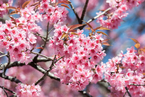 Prunus cerasoides - Himalayan Cherry, Wild Himalayan Cherry, Sour Cherry, Padmaka - Image 5