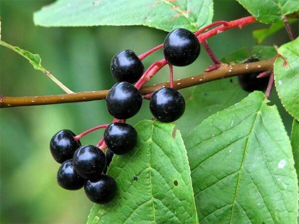 Prunus padus - European Bird Cherry, Hagberry, Mayday Tree