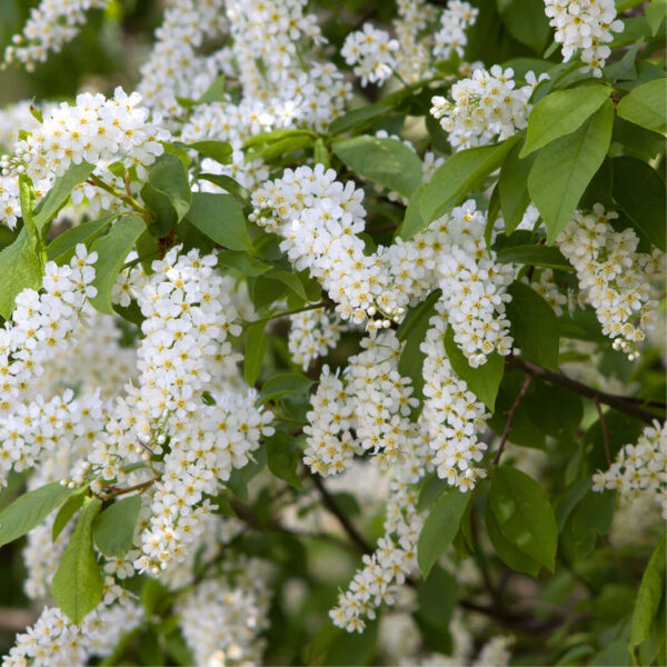 Prunus padus - European Bird Cherry, Hagberry, Mayday Tree - Image 6
