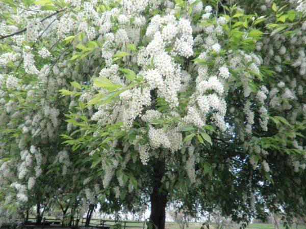 Prunus padus - European Bird Cherry, Hagberry, Mayday Tree - Image 7
