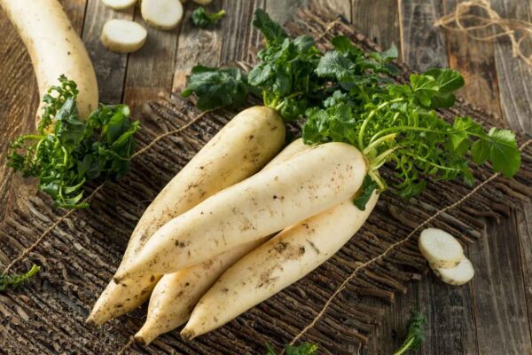Raphanus raphanistrum subsp. sativus / Raphanus sativus var. longipinnatus - White Radish, Daikon, Mooli - Image 5