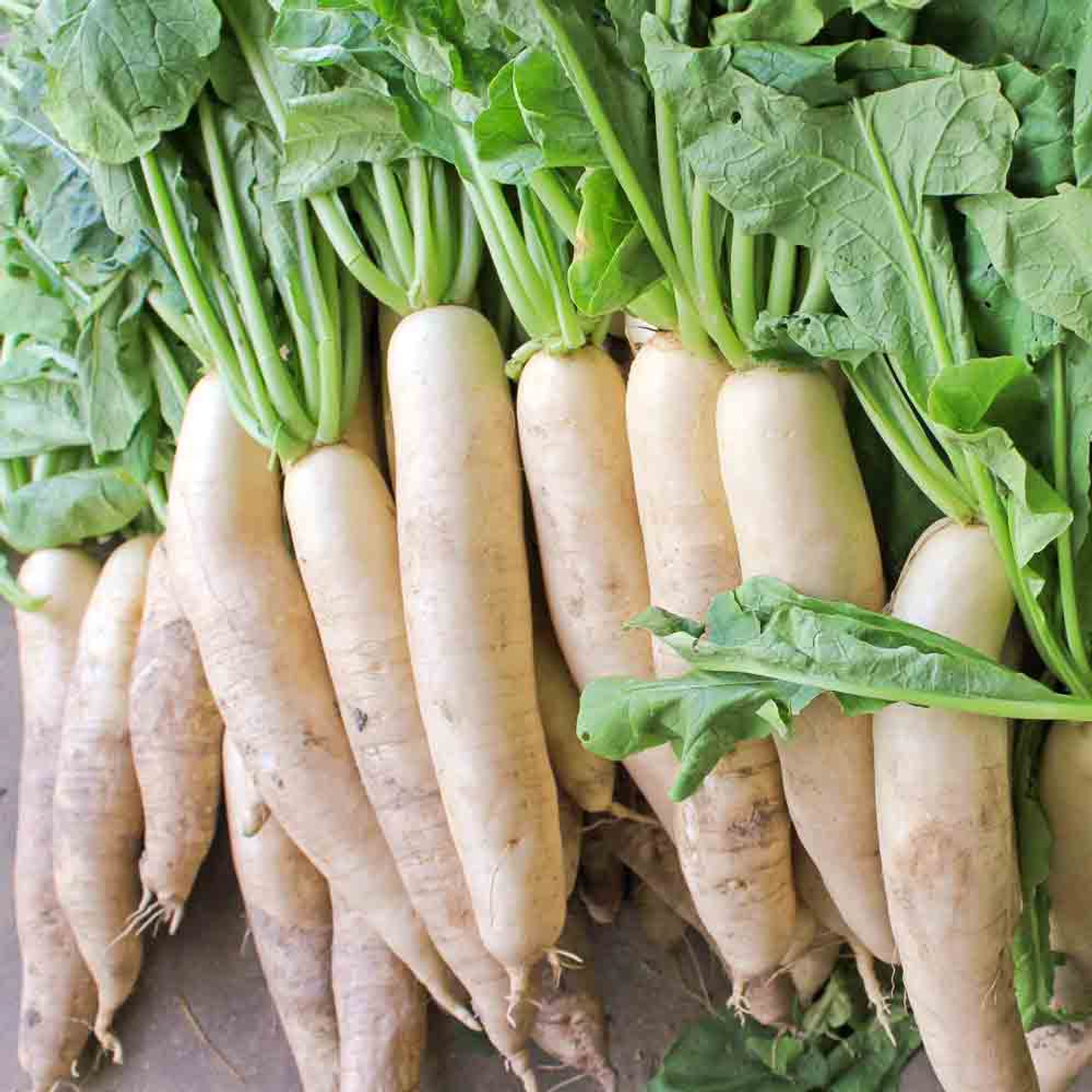 Raphanus raphanistrum subsp. sativus / Raphanus sativus var. longipinnatus - White Radish, Daikon, Mooli - Image 6