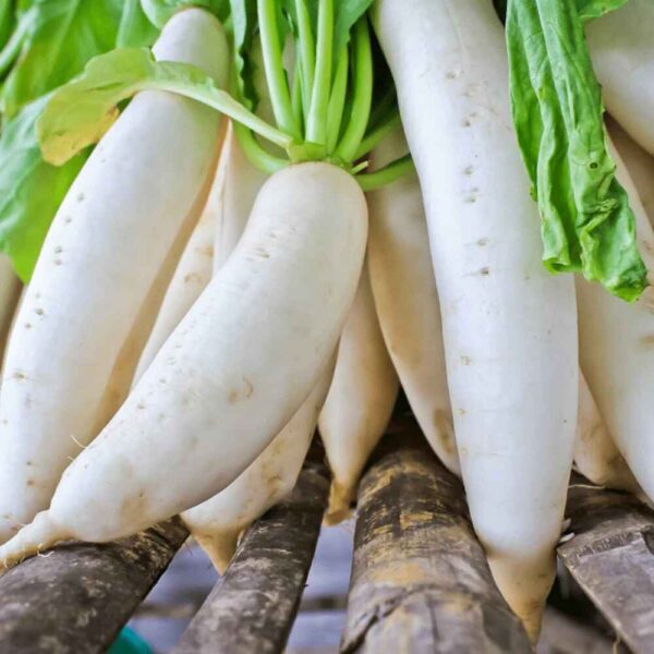 Raphanus raphanistrum subsp. sativus / Raphanus sativus var. longipinnatus - White Radish, Daikon, Mooli - Image 7
