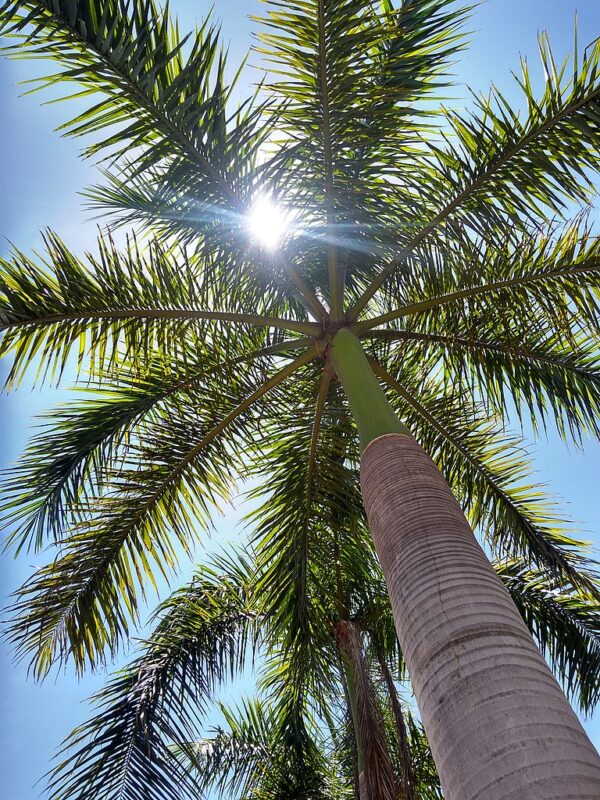 Roystonea regia - Cuban Royal Palm - Image 3