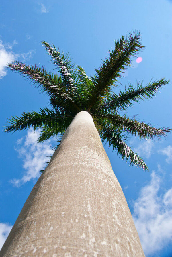 Roystonea regia - Cuban Royal Palm - Image 5