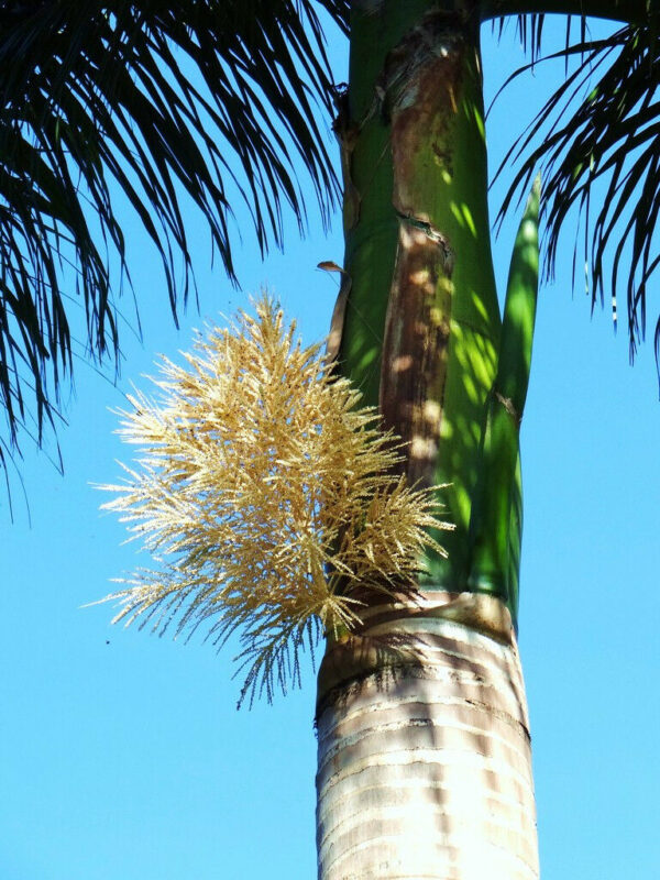 Roystonea regia - Cuban Royal Palm - Image 9