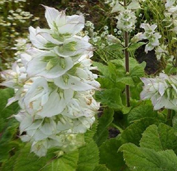 Salvia sclarea 'Vatican White' - Clary sage - Image 2