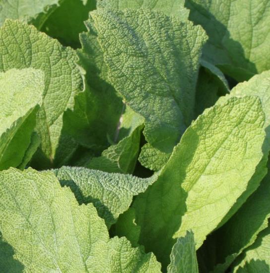 Salvia sclarea 'Vatican White' - Clary sage - Image 3
