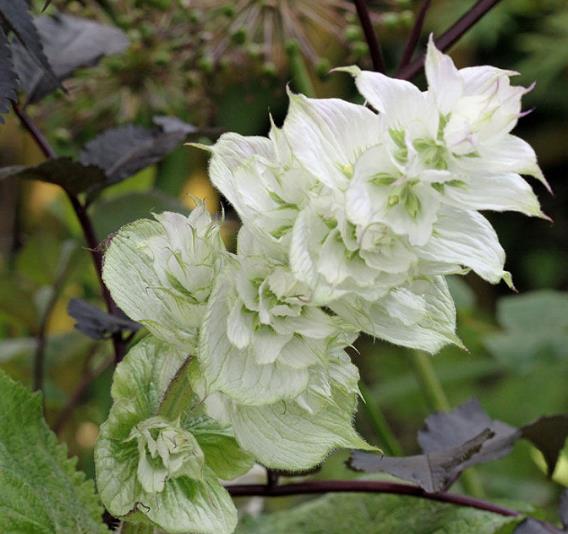 Salvia sclarea 'Vatican White' - Clary sage - Image 4