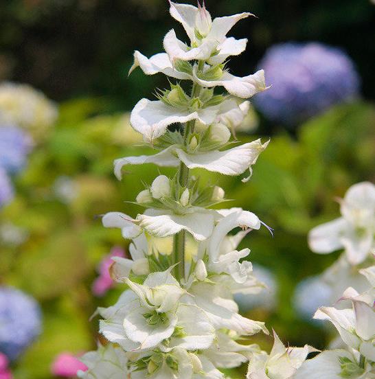 Salvia sclarea 'Vatican White' - Clary sage - Image 5