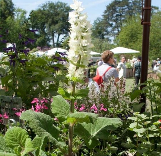 Salvia sclarea 'Vatican White' - Clary sage - Image 6