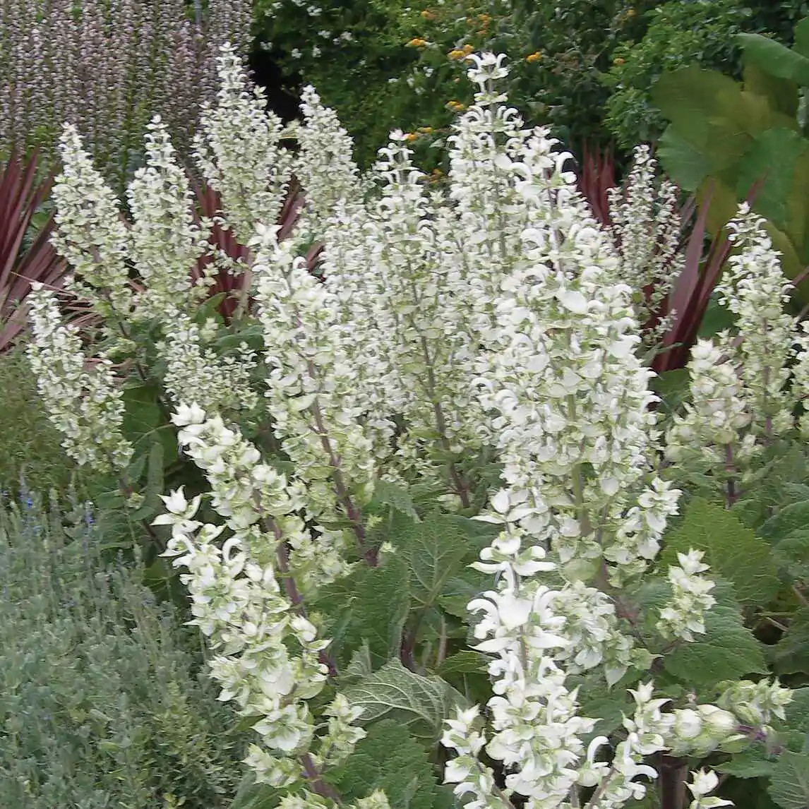 Salvia sclarea 'Vatican White' - Clary sage - Image 8